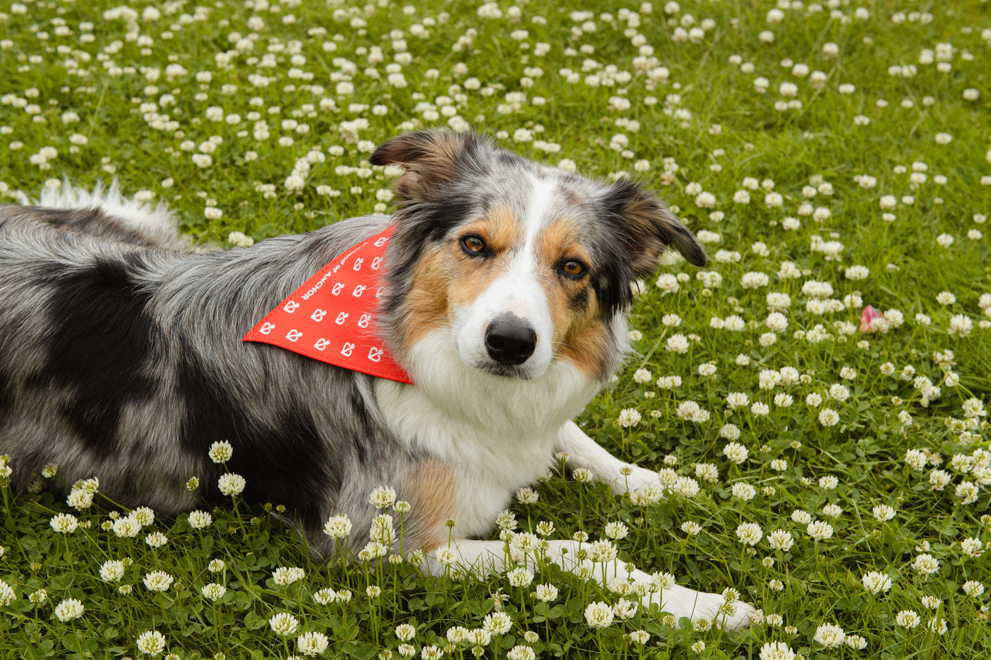 Dog Bandanas