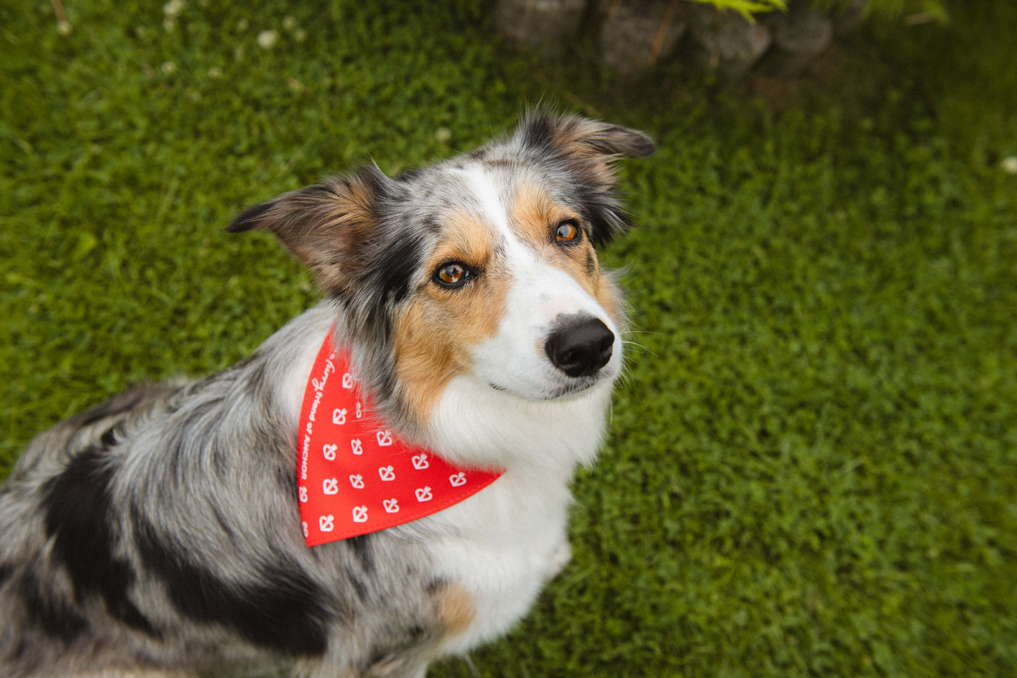 Dog Bandanas