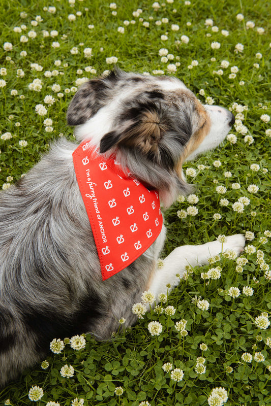 Dog Bandanas